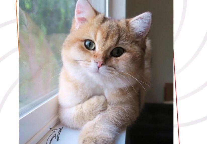 Фото пейзажа широкой долины с горным хребтом на дальнем фоне и синим небом.